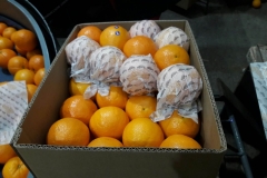 Naranjas Navel Cajas 15 kg