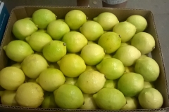 Limon Siciliano Brazil (16)