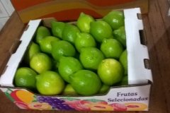 Limon Siciliano Brazil (30)