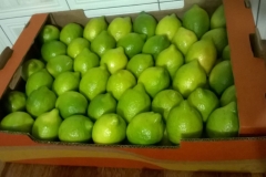 Limon Siciliano Brazil (32)