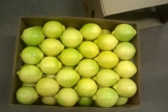 Limon Siciliano Brazil (7)