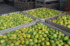 Limon Siciliano Uruguay (5)