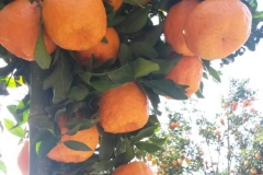 06. Tangerinas