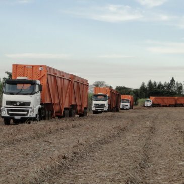 Transporte de Cana